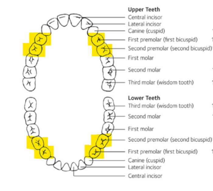 Bicuspid Teeth Location in Mouth