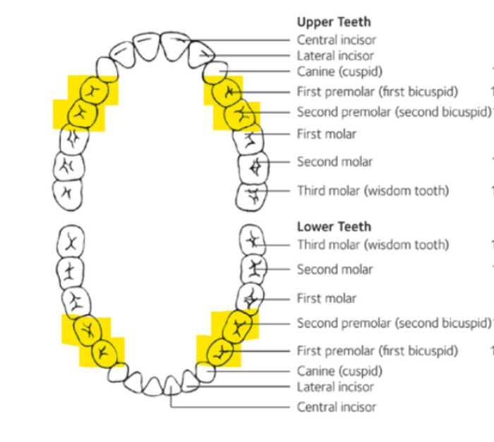 What Are Posterior And Anterior Teeth at Michael Feldt blog