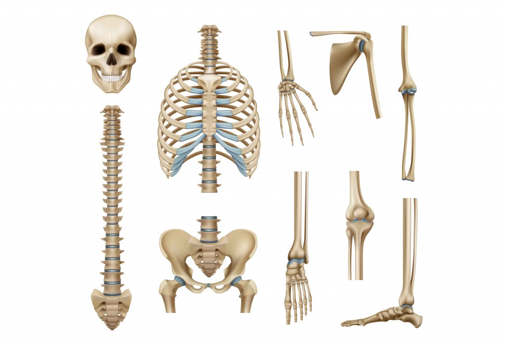 What are Bones? Are Teeth Considered Bones