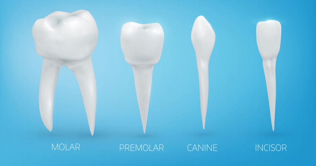 What are Teeth? Are Teeth Considered Bones