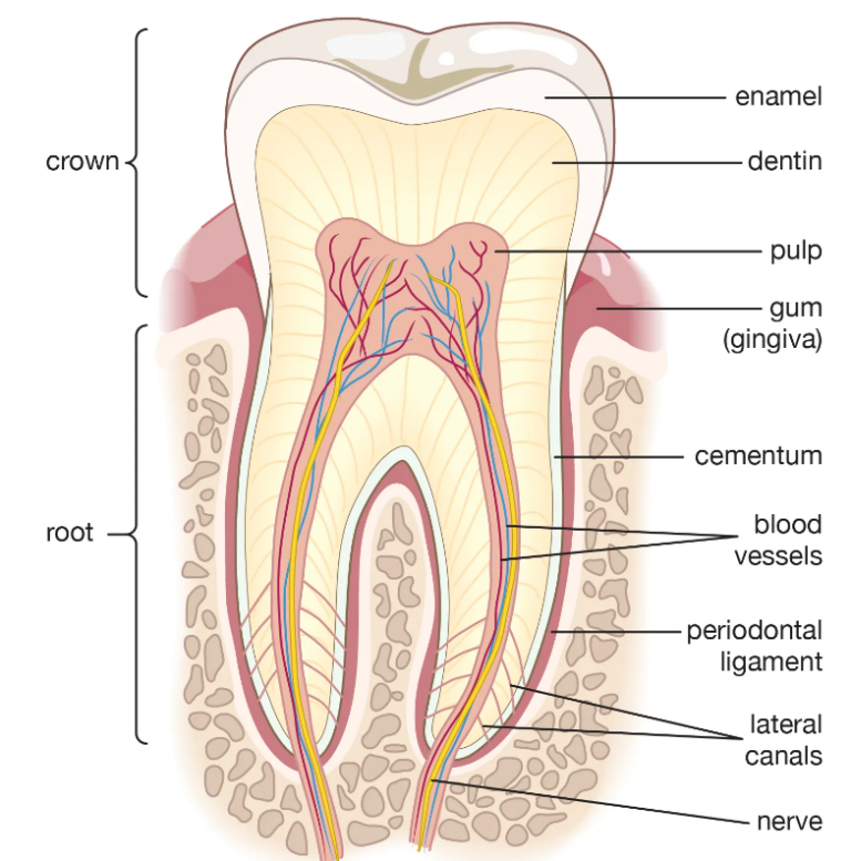 How Many Teeth Do Humans Have?  DMD