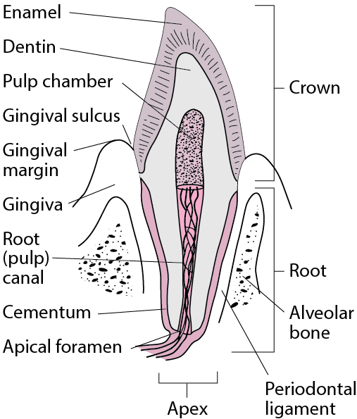 Anatomy of Canines