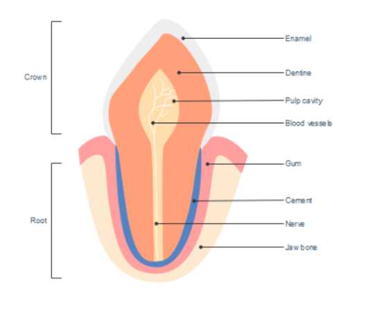 Anatomy of Incisor Teeth