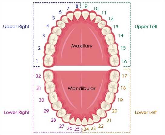 Teeth Numbering Chart (Adults)