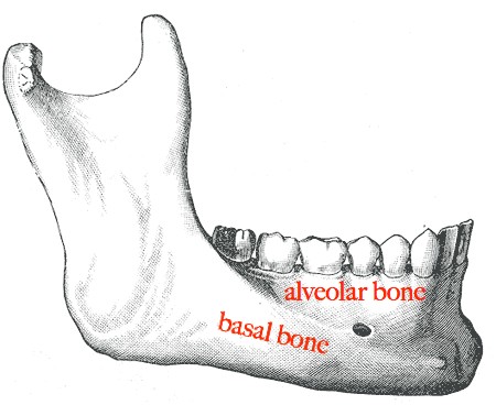 Basal and Alveolar Bones