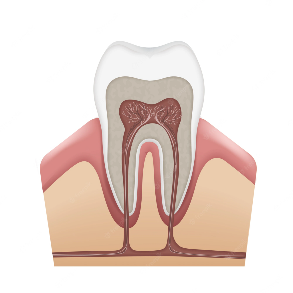 Teeth Nerves