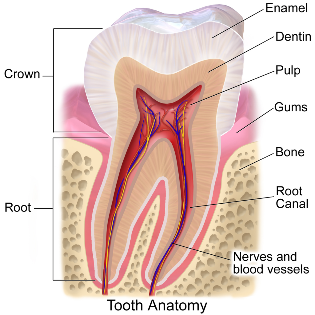 Root Canal vs Filling: Layers of the Tooth