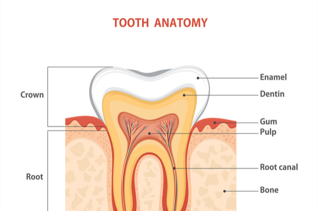 Anatomy of the Tooth: Enamel, Dentin, Pulp
