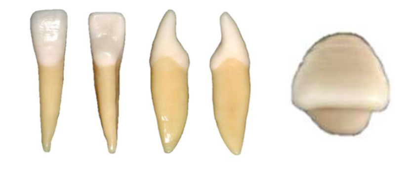 Mandibular (Lower) Central incisors Outside Mouth
