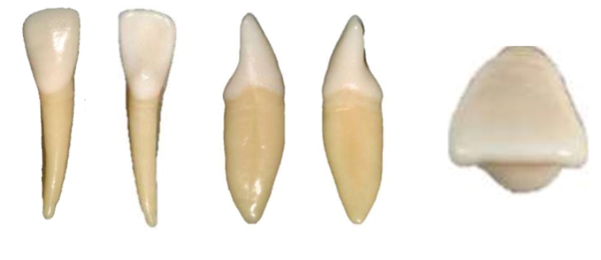 Mandibular (Lower) Later incisors Outside Mouth