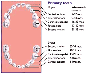 Baby Teeth Chart