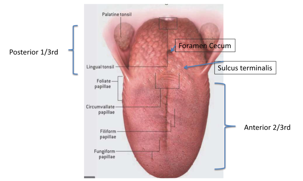 Normal Tongue Anatomy