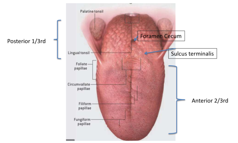 bumps on the back of your tongue normal