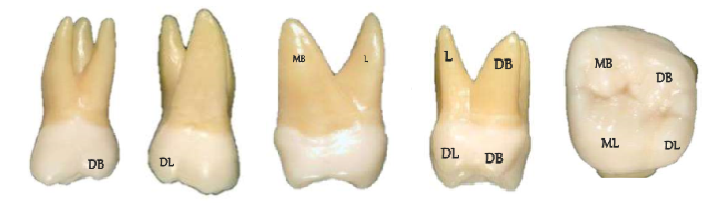 Maxillary Second Molar Real Teeth