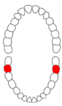 Mandibular Second Molar Diagram