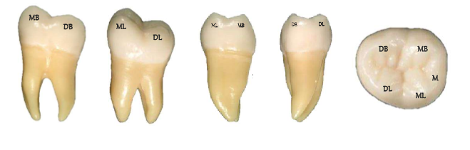 Mandibular Second Molar Real Tooth