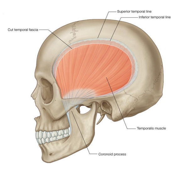 Temporalis Muscle