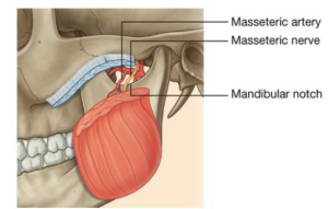 Masseter Muscle - Web DMD