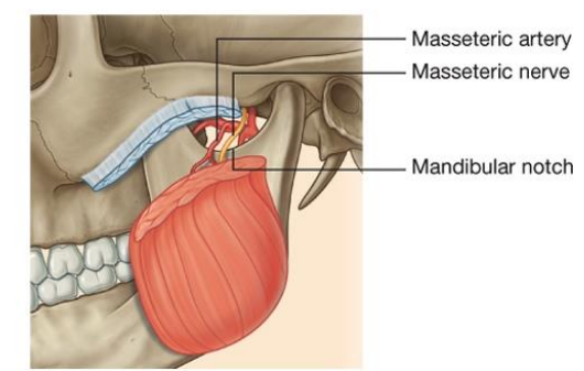 Innervation and Blood Supply of Masseter Muscle