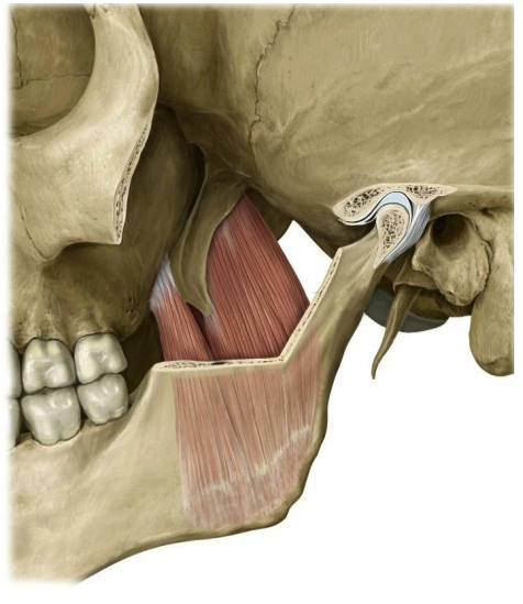 Medial Pterygoid Muscle