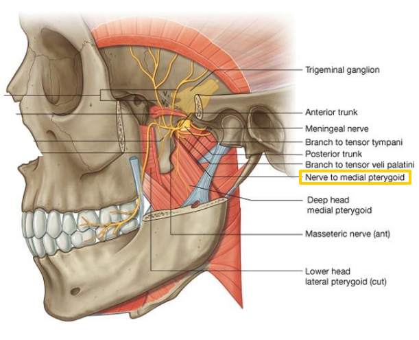 Nerve to the Medial Pterygoid Muscle