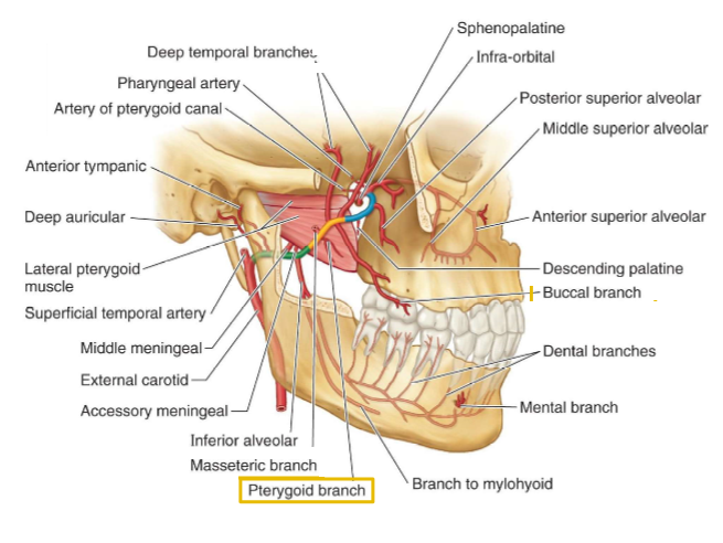 Pterygoid Branch of Maxillary Artery