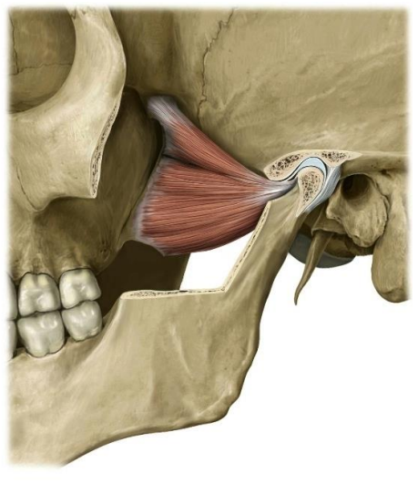 Lateral Pterygoid Muscle