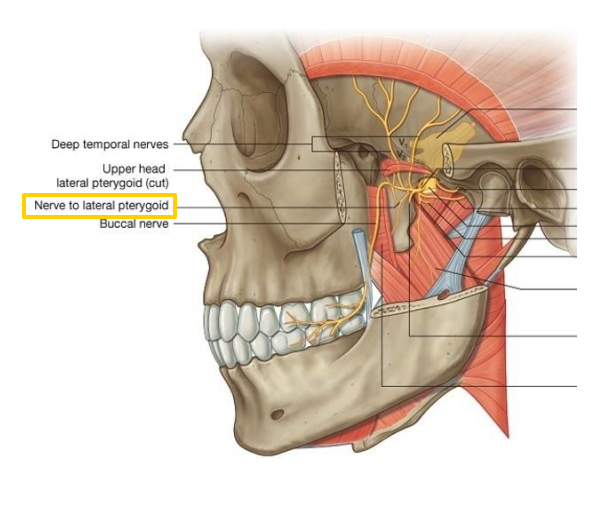 Nerve to the Later Pterygoid