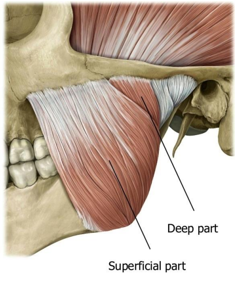 Masseter Muscle (Deep and Superficial Heads)