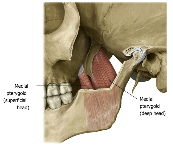 Medial Pterygoid Muscle (Superficial and Deep Heads)