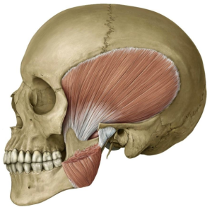 Temporalis Muscle