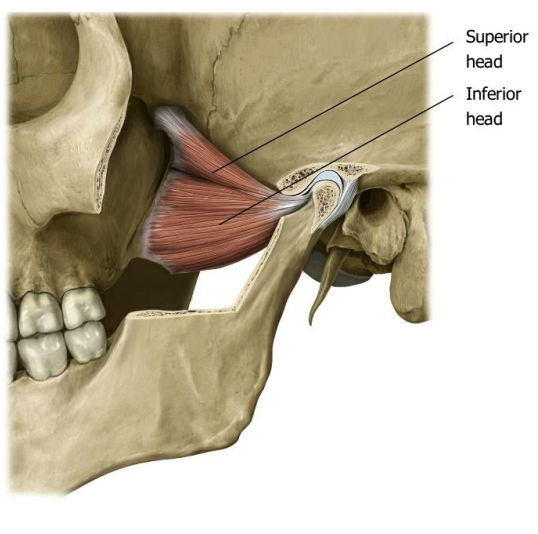 Lateral Pterygoid Muscle (Superior and  Inferior Heads)