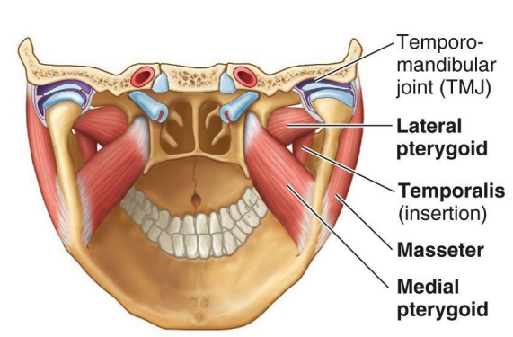 Muscles of Mastication