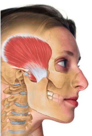 Temporalis Muscle With Face