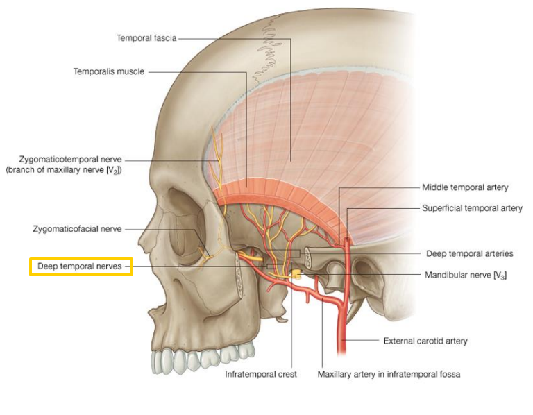 Innervation to Temporalis Muscle