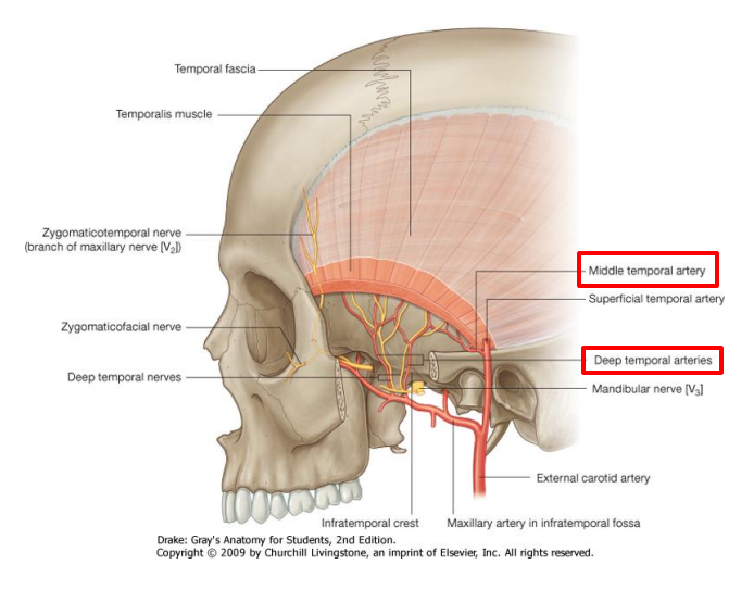 Blood Supply to Temporalis Muscle