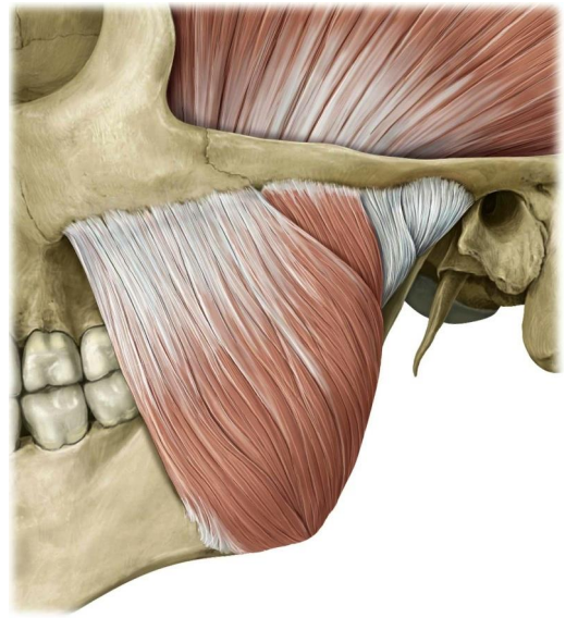 Masseter Muscle